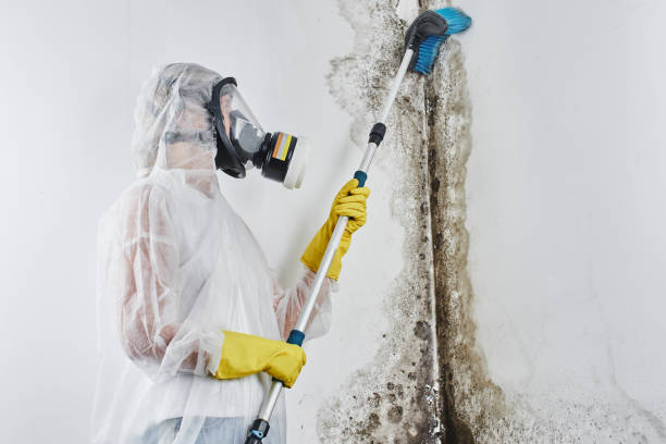 Best Local Mold Removal Service  in Sunnyside, WA