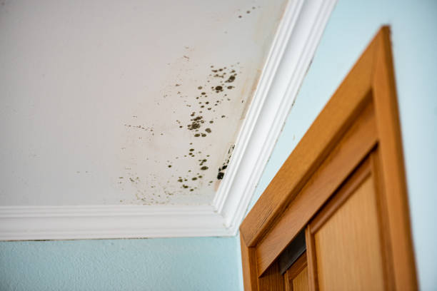 Best Mold Testing  in Sunnyside, WA