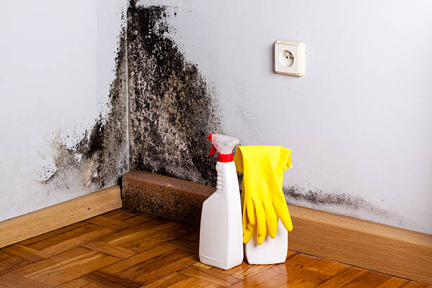 Home Mold Removal in Sunnyside, WA