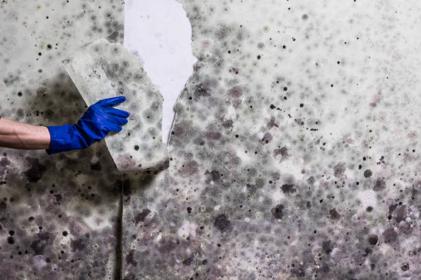 Best Mold Damage Repair  in Sunnyside, WA