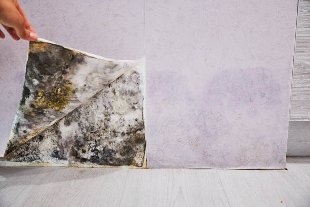 Best Water Damage Restoration  in Sunnyside, WA